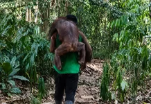 Team Monitors 11 Evacuated Orangutans in East Kalimantan for Stress Risk