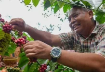Geographical Indication Certification Protects Merapi Robusta Coffee