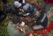 Wildfire Threats Push Orangutan Rescue Efforts in West Kalimantan