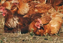 Indonesia Links Cage‑Free Egg Farming to Public Health and Food Safety