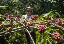 Kuningan Coffee Goes Global at World of Coffee Event in Bangkok