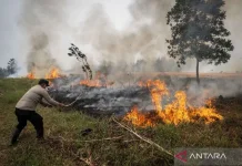 Wildfires Could Cost Indonesia Up to IDR 123.1 Trillion: CELIOS