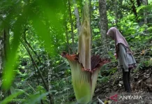 BRIN Launches Pollen Bank for Endangered Titan Arum