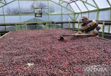 Bengkulu Robusta Coffee Enters Italy in Historic Direct Export