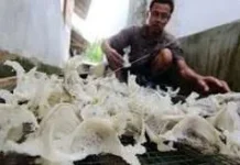 North Kalimantan’s Swiftlet Nests Eyes Global Markets with Regional Partnership
