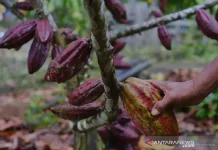 UK and Papua Launch Sustainable Cocoa Roadmap to Go Global