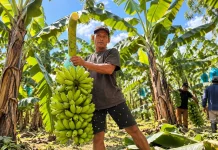 Lumajang Eyes Singapore Market for Mas Kirana Bananas