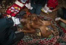 Six Orangutans Rescued from Fire-Hit Forests in West Kalimantan