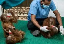 Indonesia Seeks Repatriation of Baby Orangutans Found in India