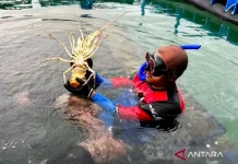 Batam Lobster Farming Reaches Singapore Market