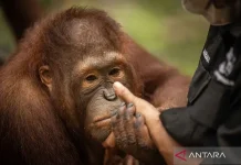 BOSF Calls for Stronger Forest Protection Amid Wildfire Haze