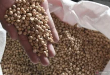 PTPN Group, KUAB Partner to Develop Indonesia’s Soybean Sector