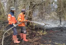 Hotspots Decline in Key Regions as Firefighting Efforts Intensify