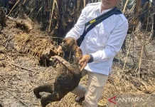 Wildfires Kill 12 Proboscis Monkeys in South Kalimantan