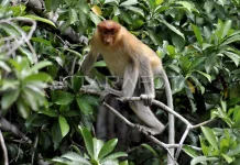 Wildfires Kill 12 Proboscis Monkeys in South Kalimantan