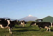 Yogyakarta Explores Importing Superior Bull Semen from New Zealand