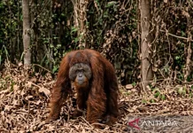 East Kalimantan BKSDA Requests Water Tanks in Orangutan Corridors