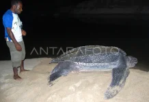 Foreign National Arrested for Killing Protected Leatherback Turtle in Raja Ampat