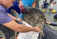 Ecuador Shrimp Imports Pressure Indonesia’s Domestic Market