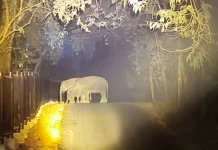 AI Surveillance System Safeguards Elephants in Way Kambas National Park