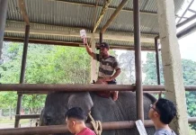 Trained Elephant Diego Dies at 17 in Riau Conservation Center