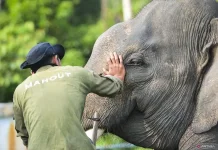 UGM Expert Raises Welfare Concerns Over Chained Sumatran Elephant