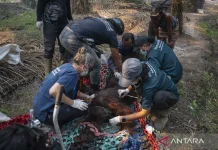 Wildlife Rescues Intensify as Indonesia’s Fire Hotspots Decline