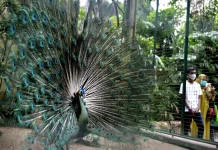 BKSDA Rescues Endangered Green Peafowl in Denpasar