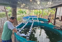 UGM’s Circular Farming Innovation Introduces Aquaponic RAS in Kulon Progo
