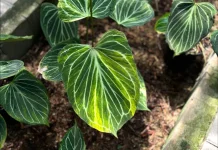 Floriculture Exports Highlight Indonesia’s Biodiversity Potential