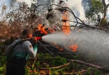 ASEAN Coordination Helps Indonesia Address Regional Haze Impact