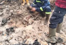 Three Sunda Pangolins Found Dead Following Singkawang Bushfire