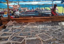 Jellyfish Surge Drives Cilacap Fishermen Toward Asia Export Market