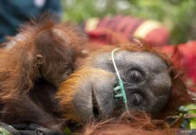 Orangutans Face Severe Threat as Fires Spread in West Kalimantan