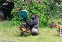 Komu, the Gorilla Awarded Enrichment at Ragunan Zoo’s 162nd Anniversary