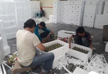 Indonesia Ornamental Plant Exports Reach USD 197 Million