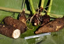 IPB University Researcher Highlights Kimpul’s Potential as a Functional Food