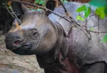 World Rhino Day, Javan and Sumatran Rhinos Remain Critically Endangered