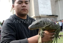 Burned Biawak Found at Kapuas Forest and Land Fire Site