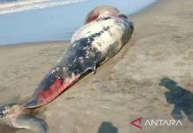 A Whale Stranded on Cianjur’s Southern Coast, Official Warn Residents Not to Consume
