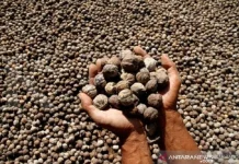 NTB Targets Global Market for Processed Candlenuts