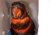 Dusky Lory Rescued From Jerrycan at Ambon Port