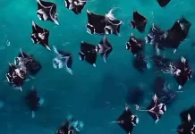 Raja Ampat Records Over 3,000 Manta Rays