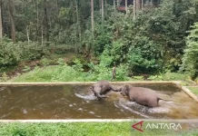 Pertamina Supports Sumatran Elephant Conservation in North Sumatra