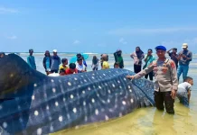 Nine-Meter Whale Shark Carcass Evacuated in Wakatobi