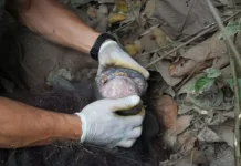 Rescued Orangutan Released Into Protected East Kalimantan Forest
