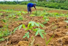 Muara Enim Projected to Become Bioethanol Industry Hub