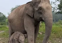 Sumatran Elephant Lisa Gives Birth to Healthy Male Calf