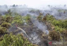 Wildfires Threaten Sumatran Tiger Habitat in Jambi National Park