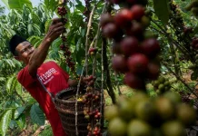 Batang Youth Turn Colonial-Era Coffee into Dutch Export Commodity